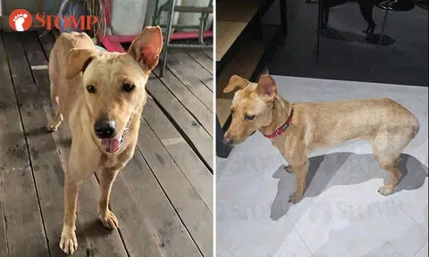 Rescue dog missing after breaking free and running off, might have been hit by vehicle in Chinatown