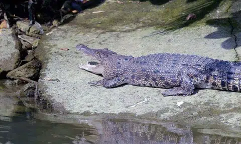 Photo: The Straits Times. Photo of a crocodile at Pasir Ris Park taken by Mr Ted Lee