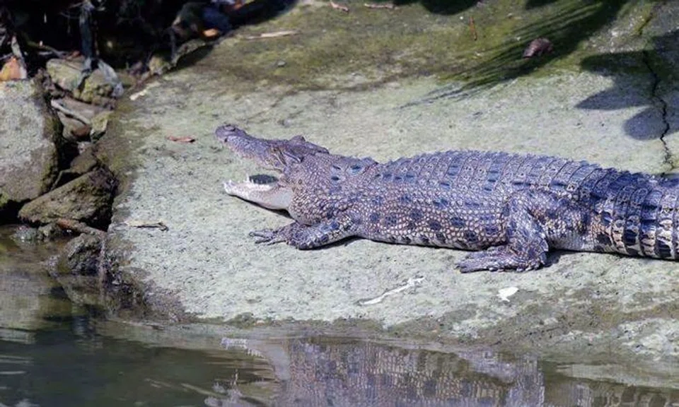 Photo: The Straits Times. Photo of a crocodile at Pasir Ris Park taken by Mr Ted Lee