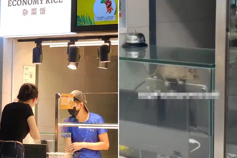 Rat sighting at SIT Punggol campus food court prompts SFA probe