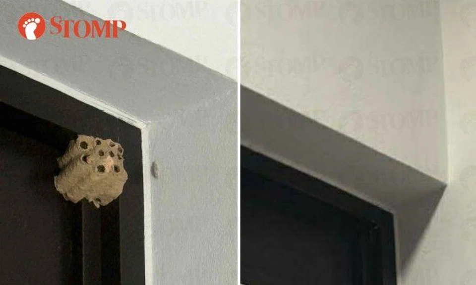 Wasp nest removed