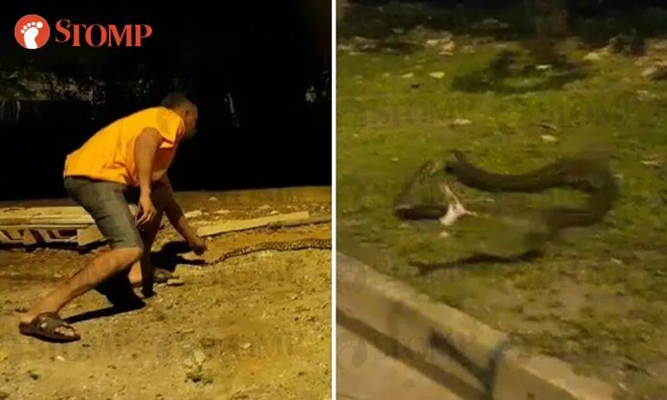 Man tries to grab 2.5m python at Penjuru Lane -- despite it turning aggressive