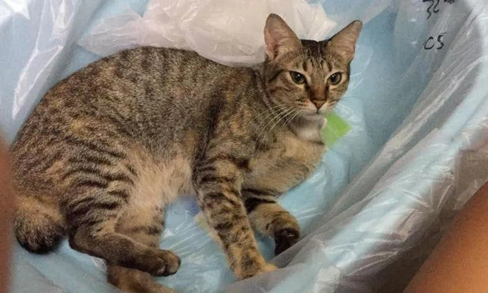Couple from Bukit Merah shop accused of 'forcing cat inside bag and tying plastic around its neck', AVS investigating
