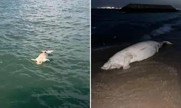 Dead dugong washed up on Bedok Jetty