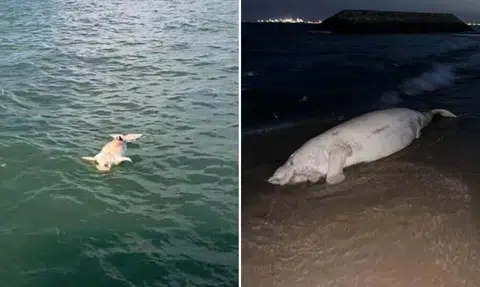 Dead dugong washed up on Bedok Jetty