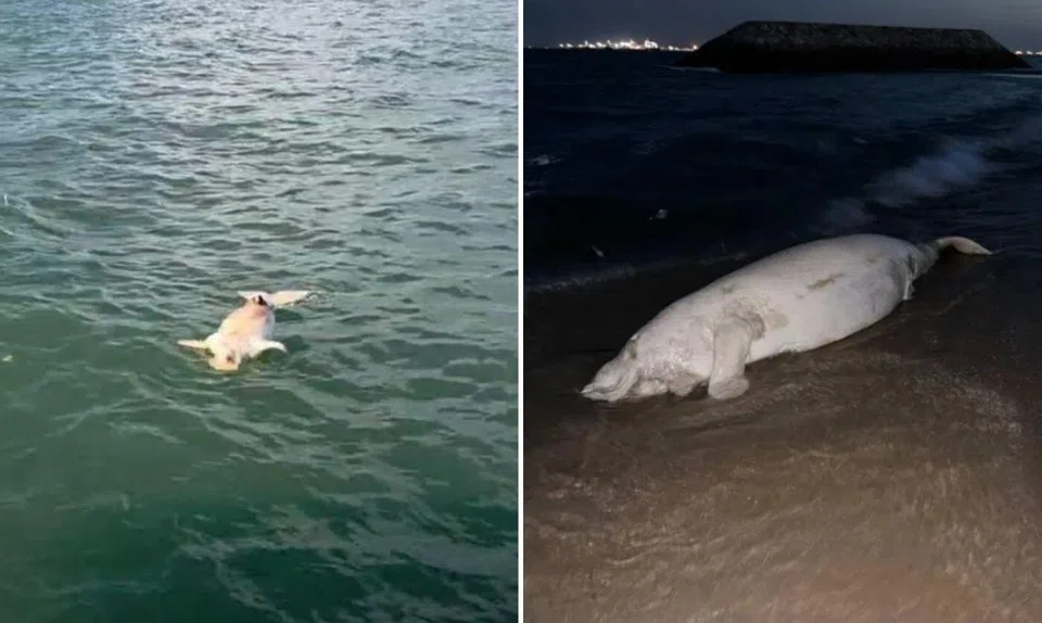 Dead dugong washed up on Bedok Jetty