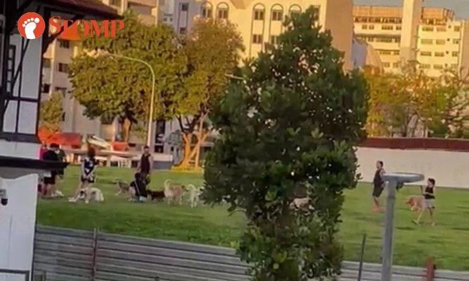 Stomper: "Dog owners unleash dog in a field along McNair Road."