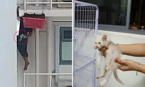 Punggol resident risks life to rescue neighbour's kitten from 6th-storey ledge