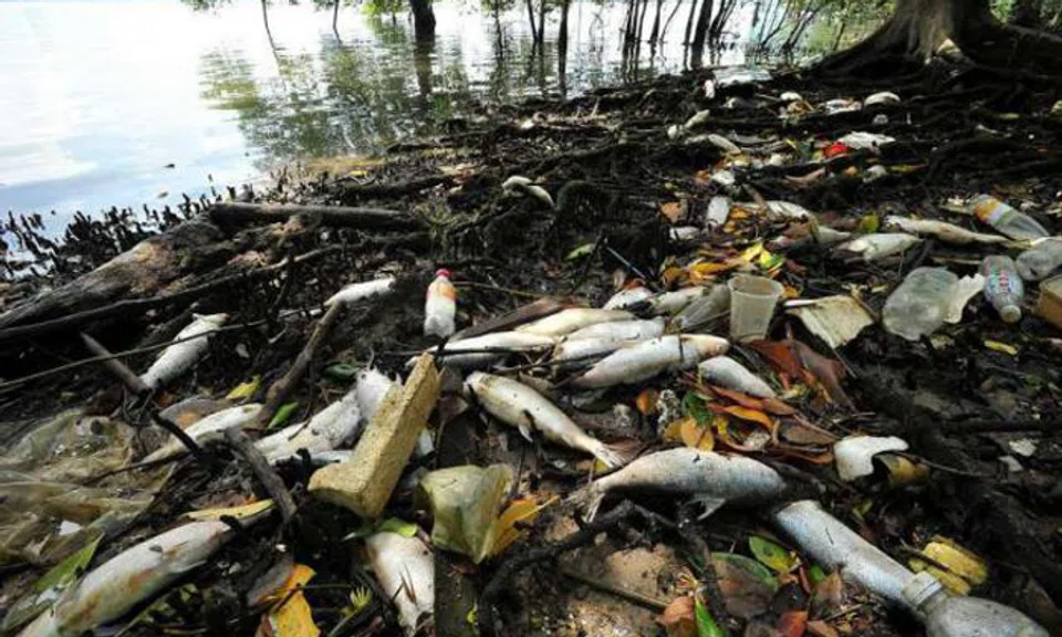 Fish Stmop Lim Chu Kang fish deaths 'due to low oxygen levels' | STOMP