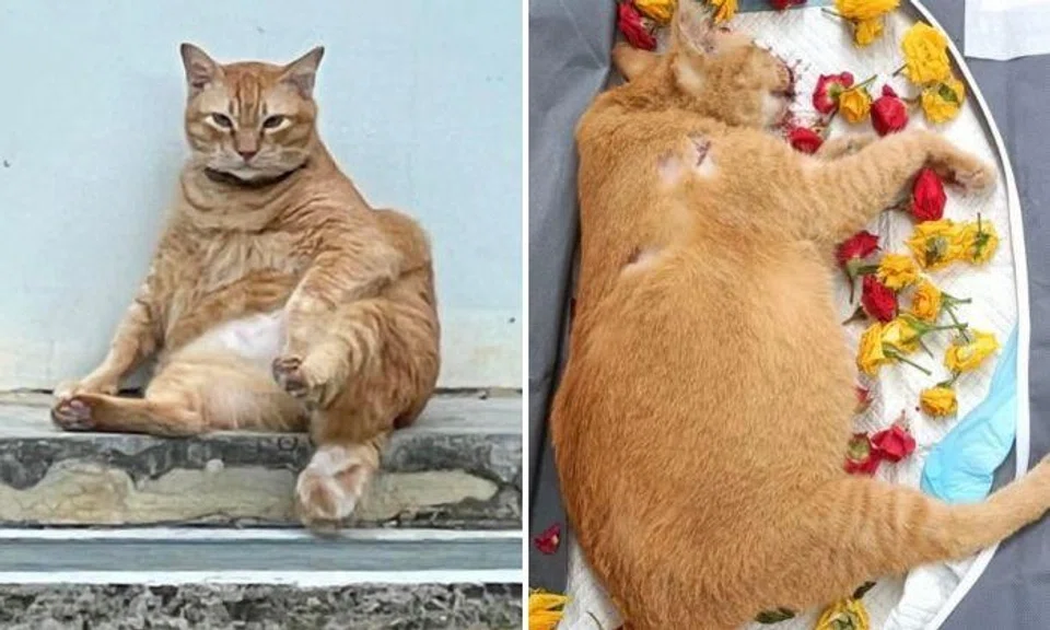 Facebook user Noreen Loh Hui Miun posted a remembrance of the dead cat whose name was Field Field on Oct 8 afternoon.