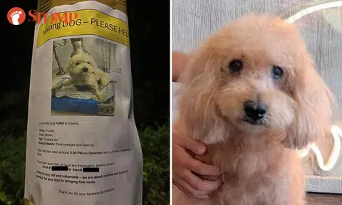 owner looking for missing dog
