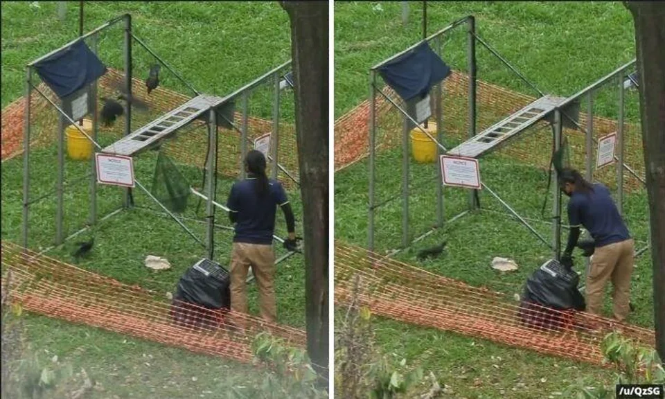 The video, showing a trap made of netting on what looks like a metal frame, was uploaded on Reddit recently.