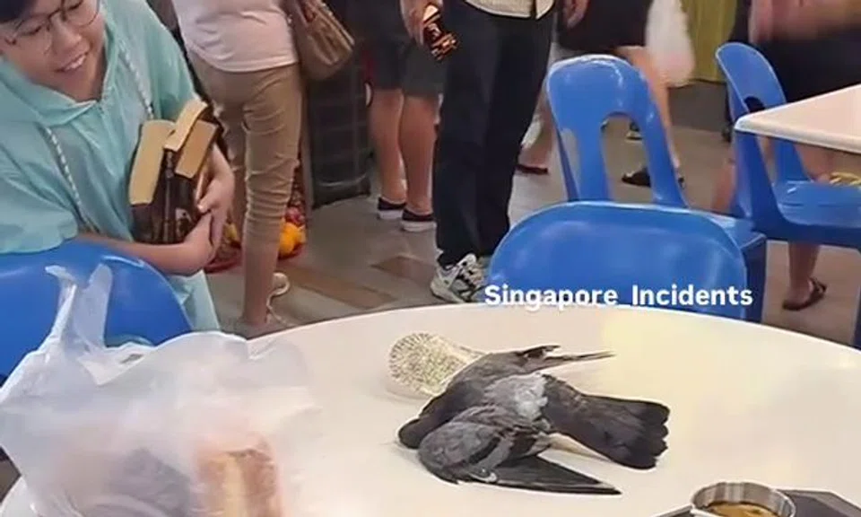 bird on coffee shop table