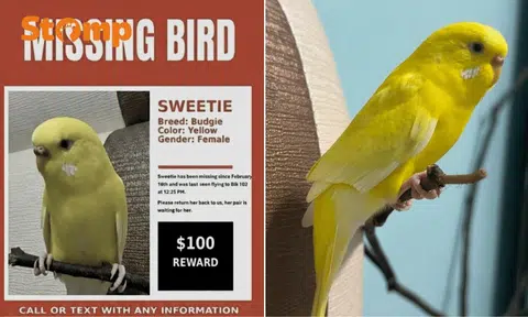 $150 reward for budgie that flew away, mate waiting for her at Bedok Reservoir Road home