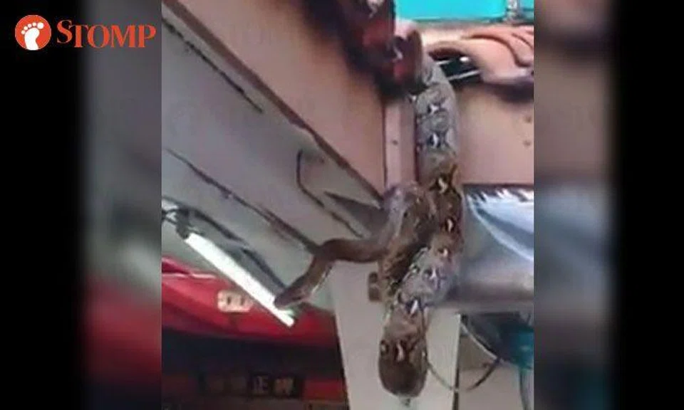 Huge python feeding on rat attracts crowd at Bukit Batok wet market