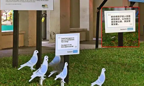 Signs placed up in Tampines condemn pigeon feeders as 'sinners', stir debate among residents