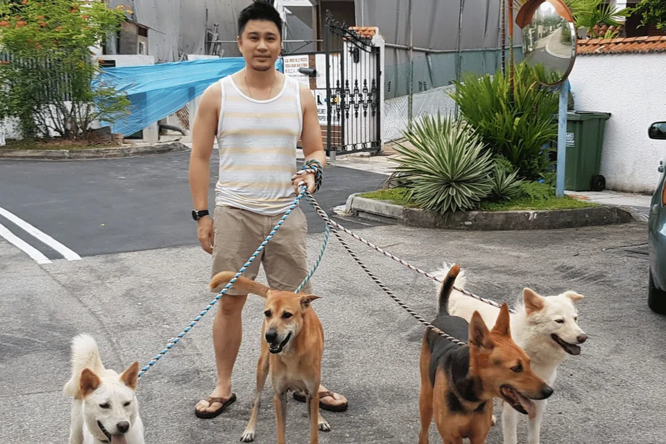 rescue stray dogs singapore