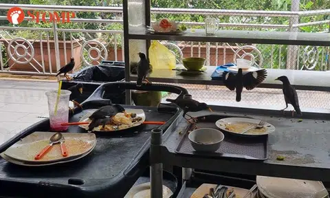 Disgusted by pigeons and cleaners, diner says Seah Im Food Centre worse than Third World countries