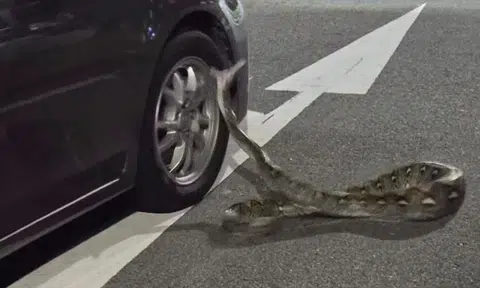 Man hears 'loud popping noises' as 2m-long python attacks vehicles at Teck Whye
