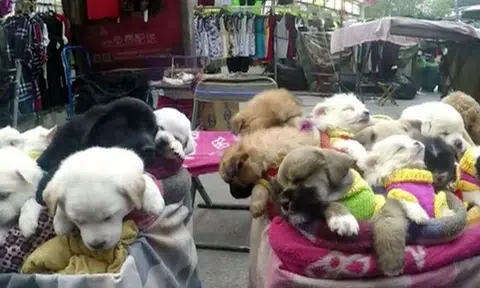 Viral video of Chinese vendors peddling puppies like 'toys' enrages netizens