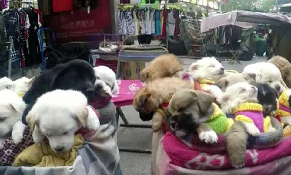 Viral video of Chinese vendors peddling puppies like 'toys' enrages netizens