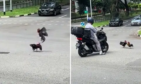Roosters ruffle feathers at busy Bukit Merah junction -- and get 1.4 million views
