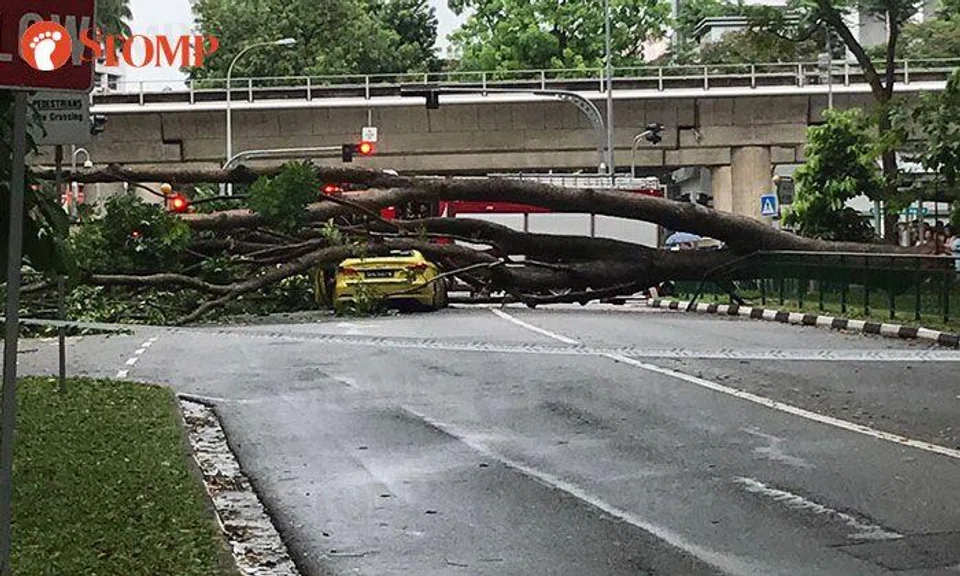 Taxi crushed by massive fallen tree at Choa Chu Kang North 6