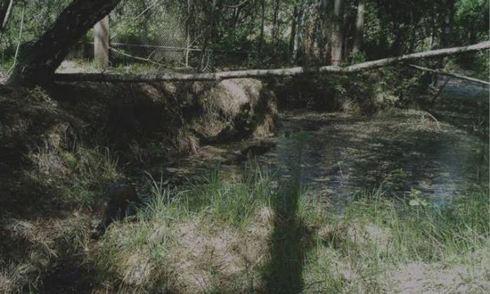 Is the Chernobyl disaster zone really dead?