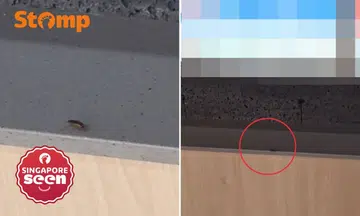 Cockroach crawls outside eatery at The Woodleigh Mall, SFA finds no food safety lapses