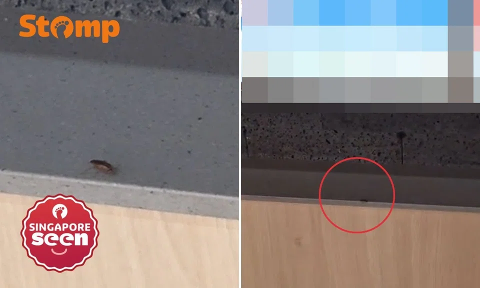 Cockroach crawls outside eatery at The Woodleigh Mall, SFA finds no food safety lapses