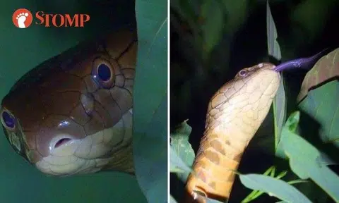 Stomper's close encounter with 4m-long king cobra at 'secret' location is truly remarkable