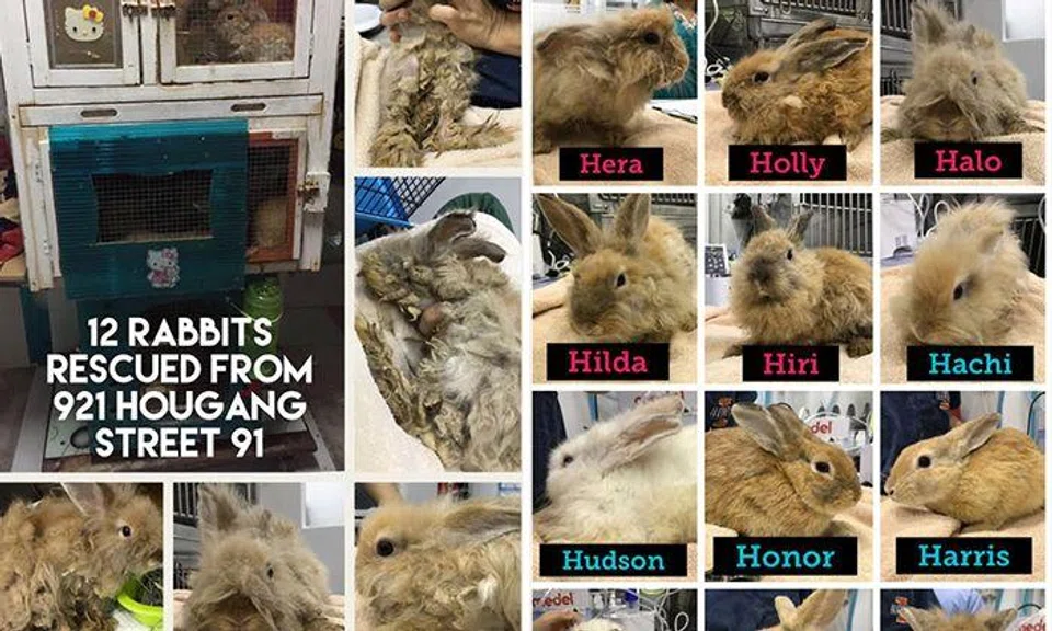 Rabbit welfare group rescues 12 rabbits from Hougang owner: The rabbits ...