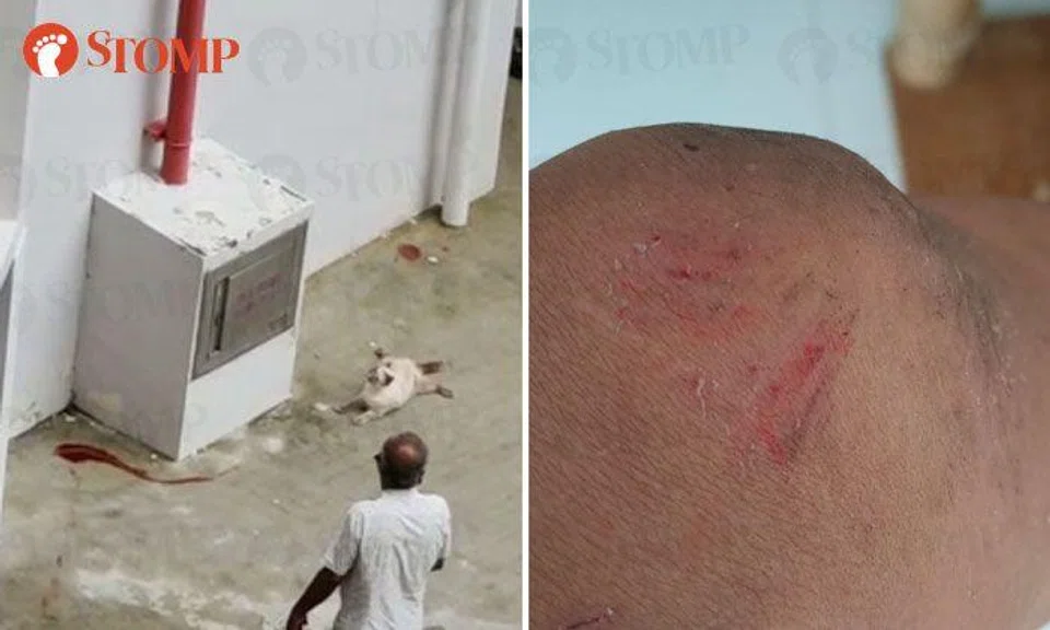 Cat dies after falling from 8th floor of Teck Whye HDB block, owners allegedly confront rescuer