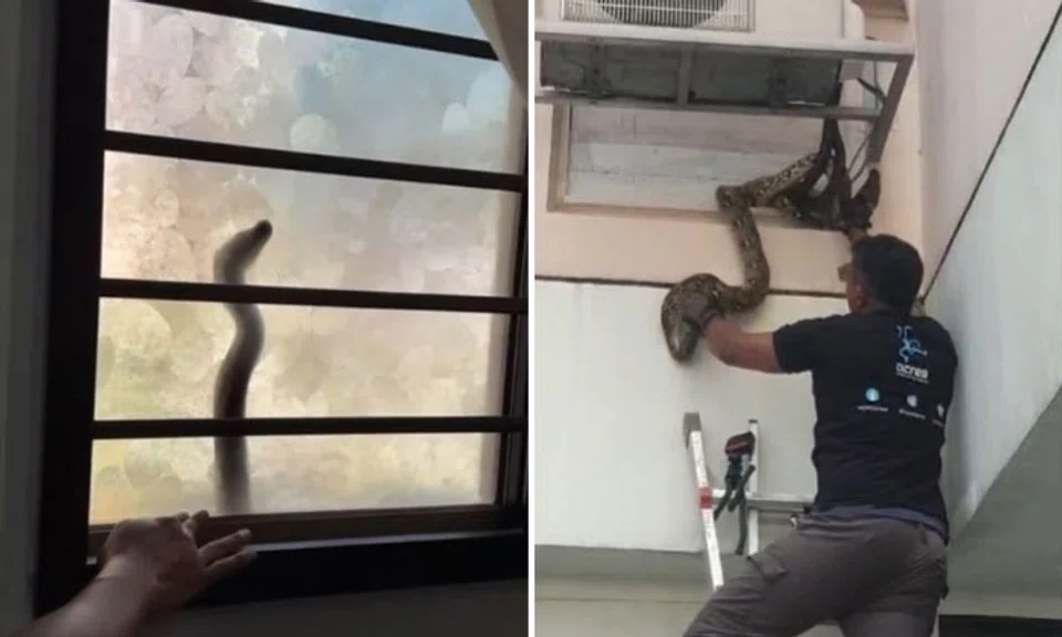 A reticulated python had made its way up to the second floor of an HDB unit in Jurong West on Dec 8. PHOTOS: MR MUKLIS, ACRES SINGAPORE