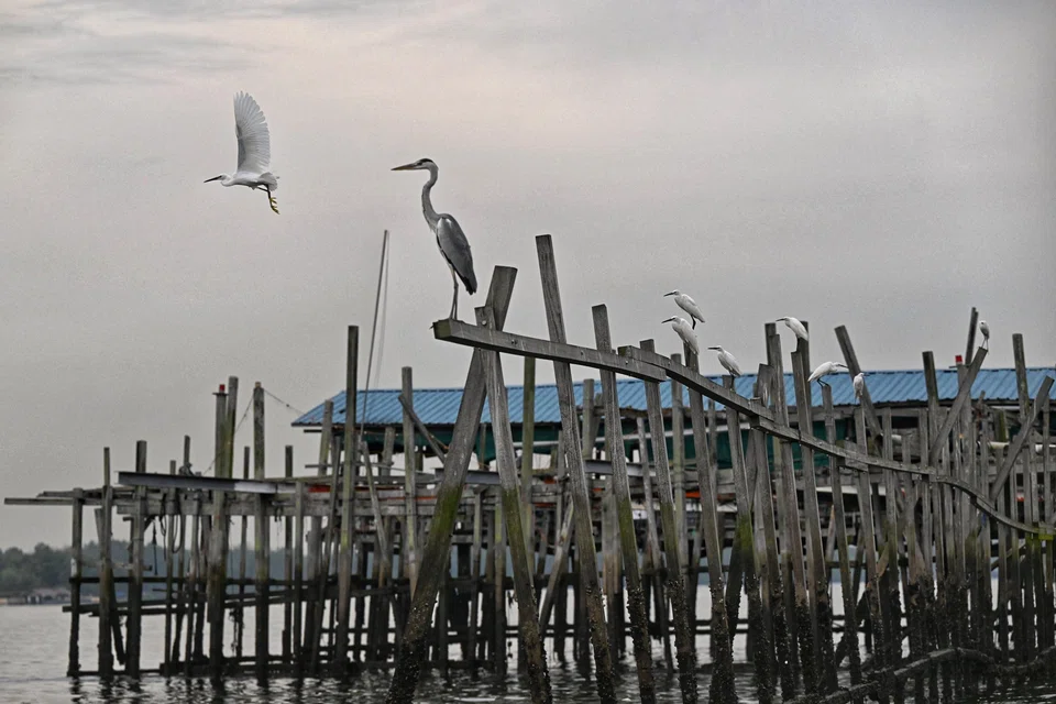Birds resting on the guiding stakes of the kelong, which are thought to lead marine life into the traps.