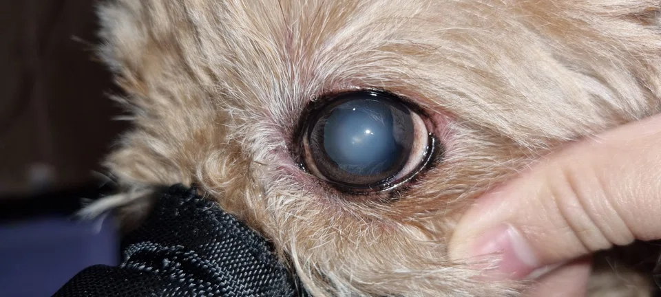 A dog experiencing nuclear sclerosis, which is a normal ageing change that makes the lens appear slightly cloudy, like looking through lightly frosted glass.