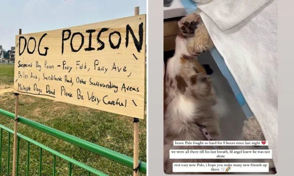 The sign alleges that there have been suspected dog poisoning cases not only at Parry Field, but also in the surrounding area, including Phillips Avenue and Sandilands Road.