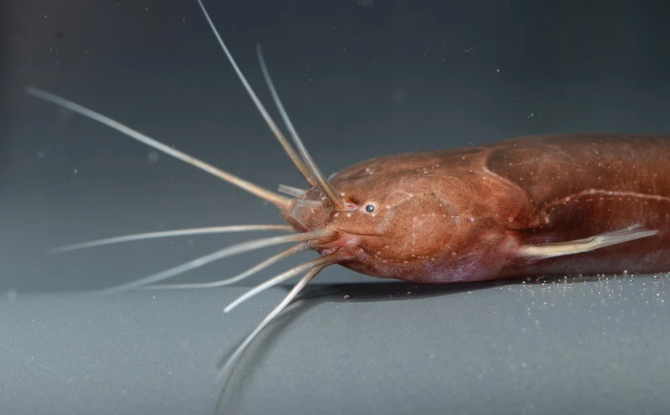 The Keli bladefin catfish (Encheloclarias kelioides) was found in Singapore for the first time in the Central Catchment Nature Reserve in August 2022.