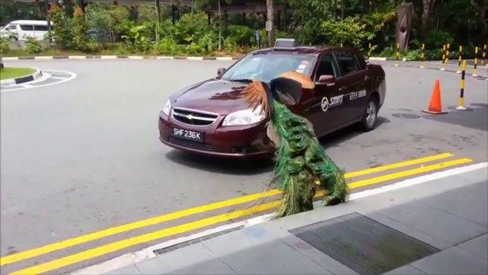 Peacock tries to pick a fight with taxi -- and even chases after it