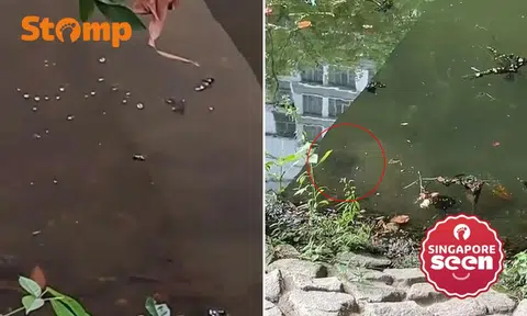 Punggol Waterway, stingrays, wildlife sighting