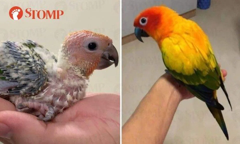 Stomper: "This sun conure is with me since a baby."