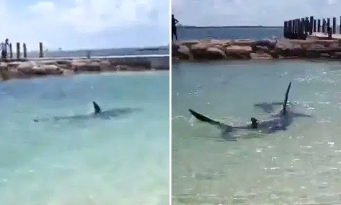 Imagine going to the beach for a nice swim but end up seeing this in ...