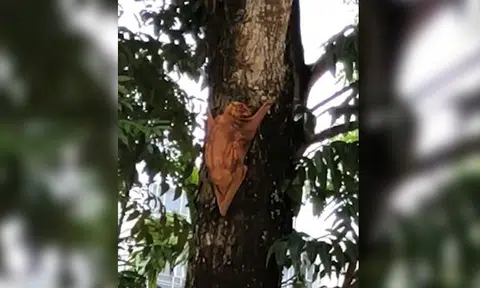 Ever seen a colugo? It co-exists with us in our urban jungle