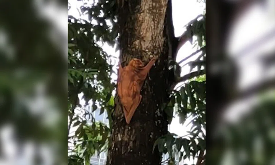 The rare Malayan flying lemur, or coluga, was spotted at an estate along Hillview Avenue
