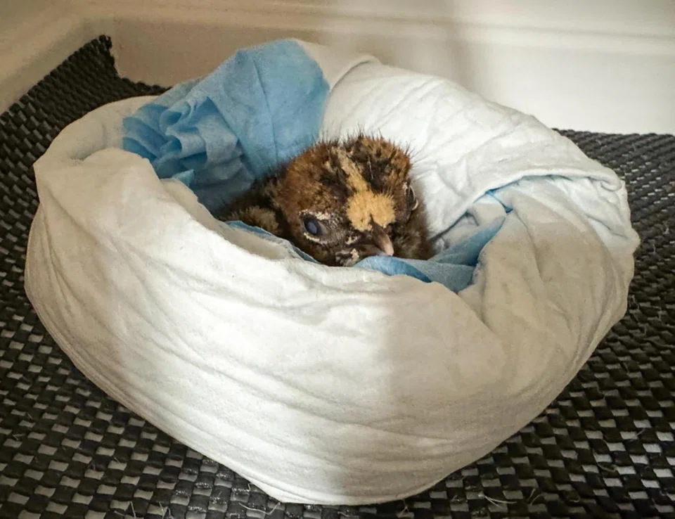 Keepers have had to adapt their care methods to accommodate the chick’s unique needs, including modifying nesting equipment and creating a comfortable environment. 