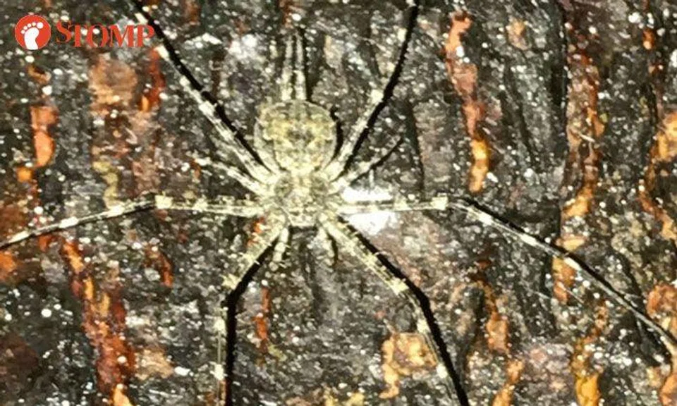 Can you spot the 'sinister-looking' faces on this spider in Hougang?