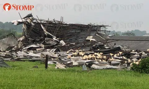 Farms damaged and structures collapsed by thunderstorm in Lim Chu Kang, 1 injured