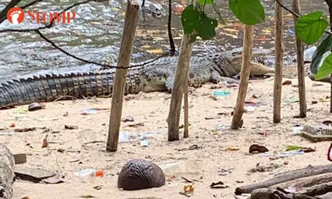 7 crocodiles spotted at Sungei Buloh: Warning signs posted at areas where they are most seen, says NParks