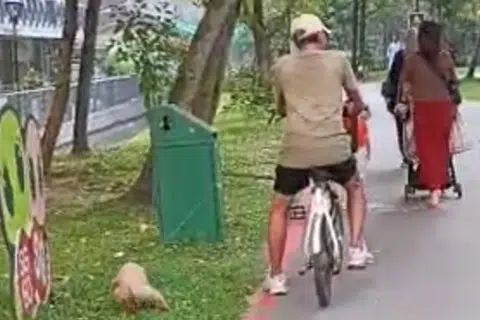 Man alleges assault by cyclist, 81, who refused to clear dog's poop