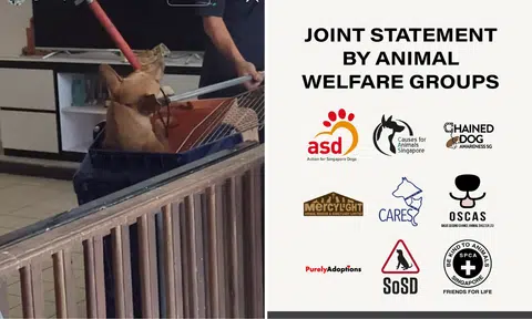 'Far below humane standards': SPCA, animal activists slam handling of dogs at Seletar West farm